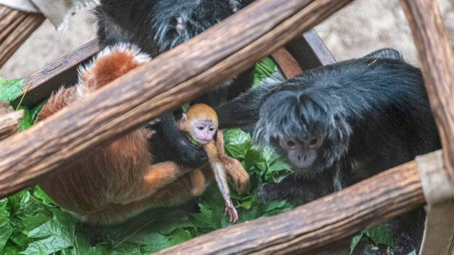 Kolejne narodziny w łódzkim zoo. To przedstawiciel rzadkiego gatunku (fot. UMŁ)