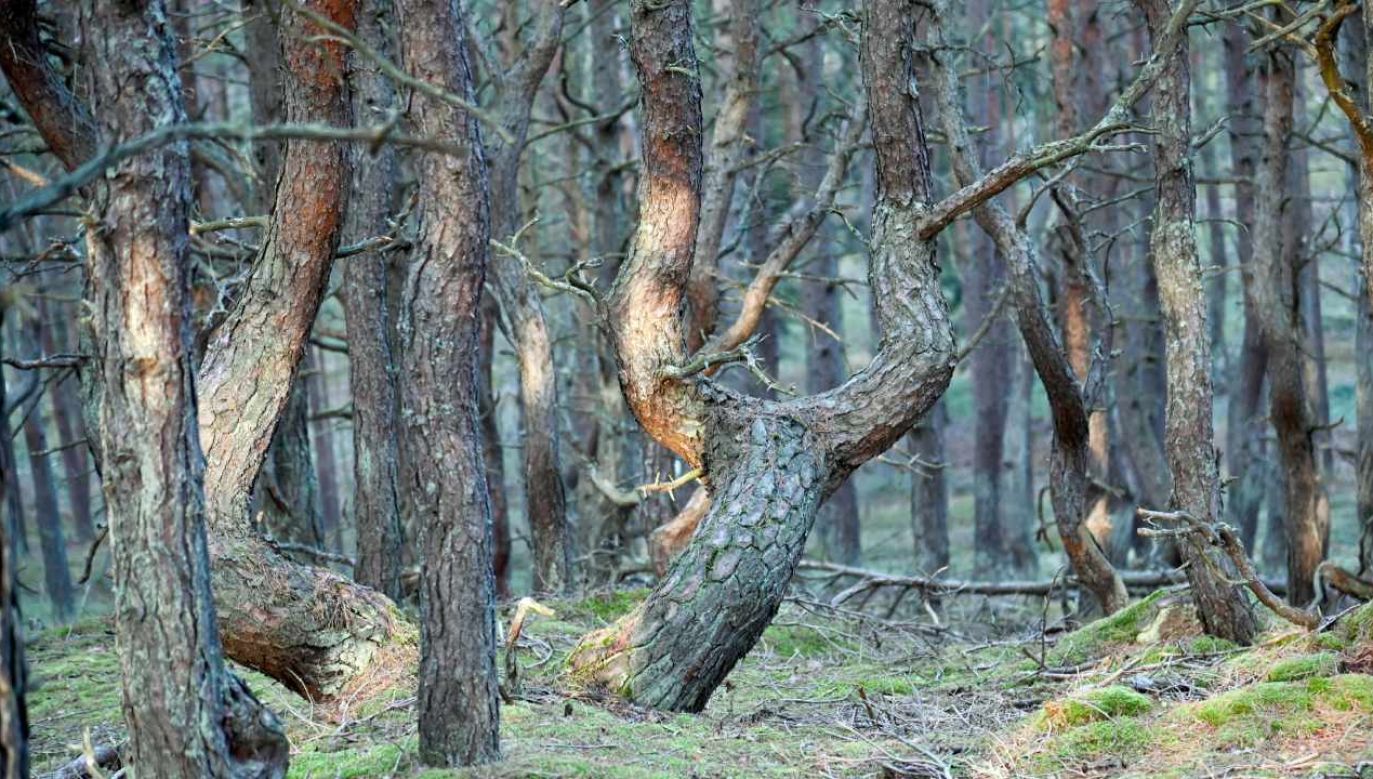 Krzywy las w Mrzeżynie (fot.arch. PAP/Marcin Bielecki)