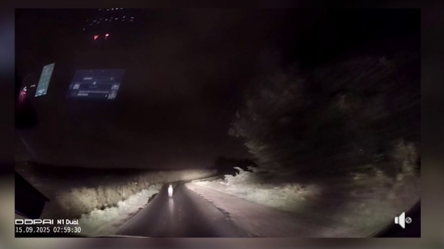 AKTUALIZACJA: Gracujący po Krakowie kangur został złapany! [WIDEO]