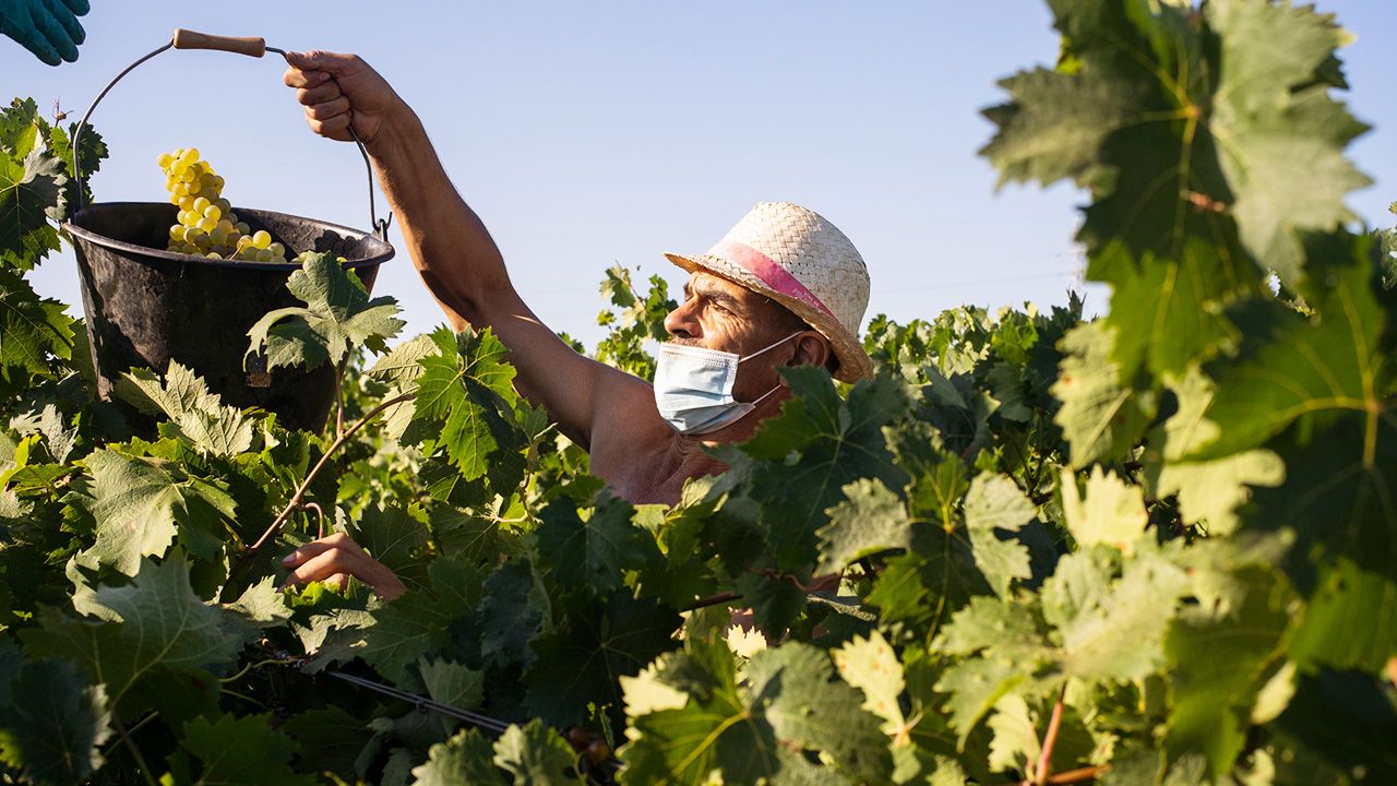 Wino to oczywiście nie tylko produkt „winnego krzewu i pracy rąk ludzkich”, ale też pracowitych drożdży (fot. 	Julien Goldstein / Stringer/Getty