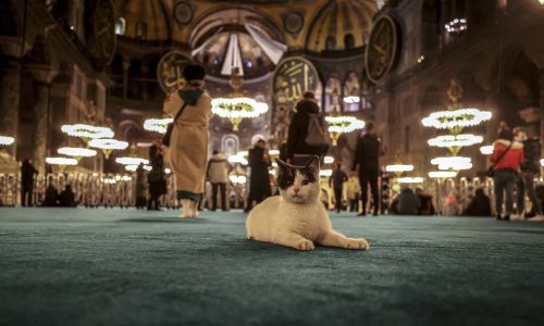 Rezydent Hagia Sofia w Stambule. Fot. Mehmet Eser/Anadolu Agency via Getty Images
