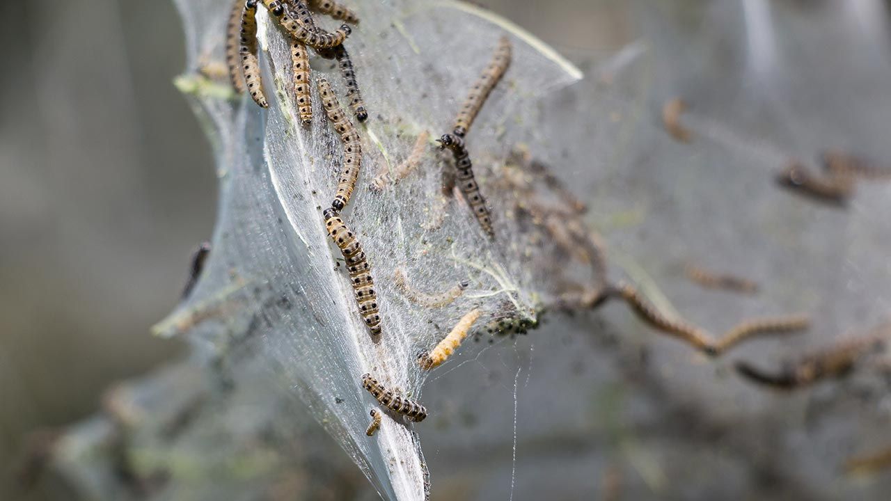 „Namioty” na krzewach (fot. Shutterstock/Svetlana Mahovskaya) „Namioty” na krzewach (fot. Shutterstock/Svetlana Mahovskaya)