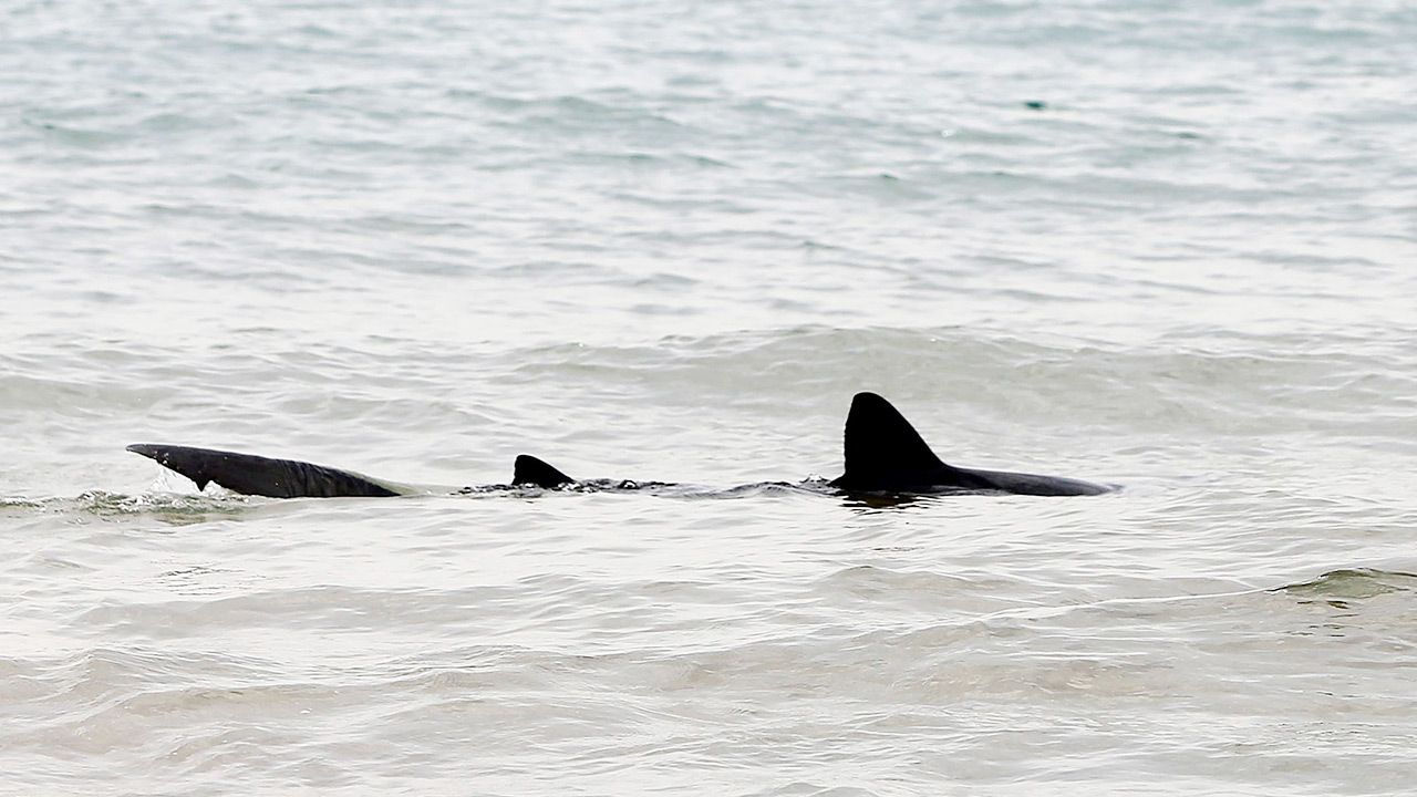 Rekin na plażach w Walencji (fot. PAP/EPA/Manuel Lorenzo)