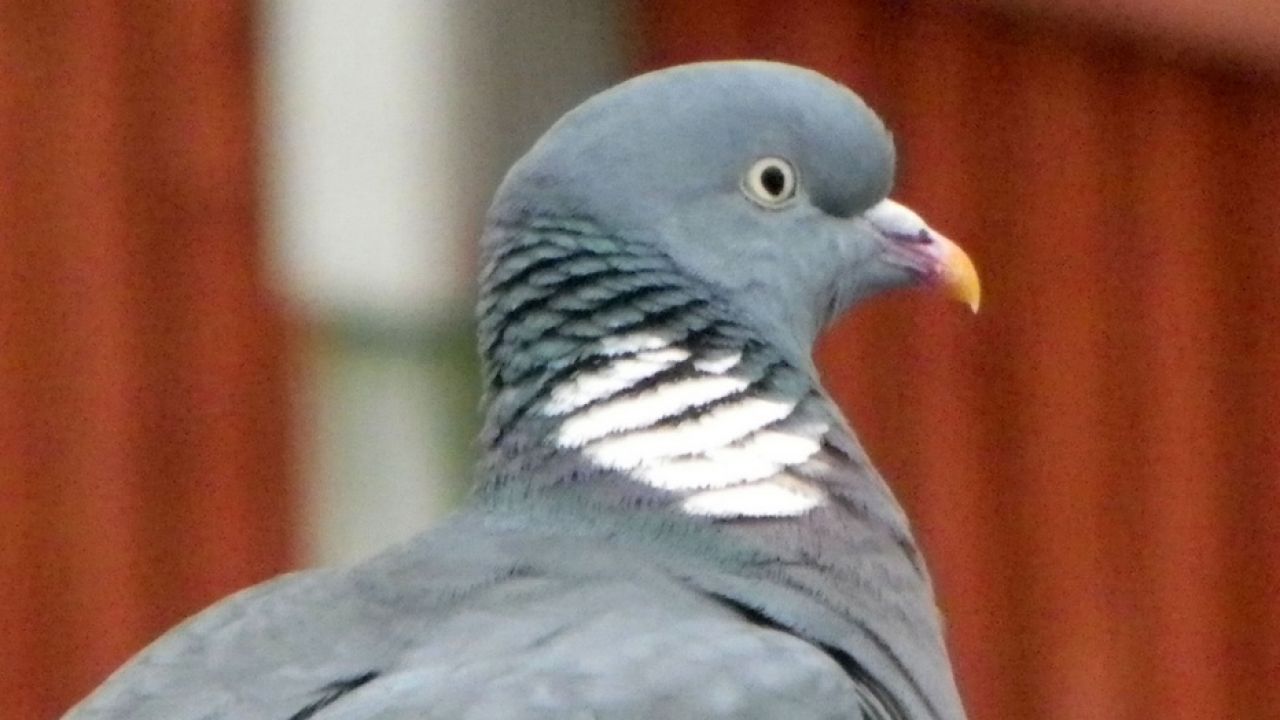 1 1