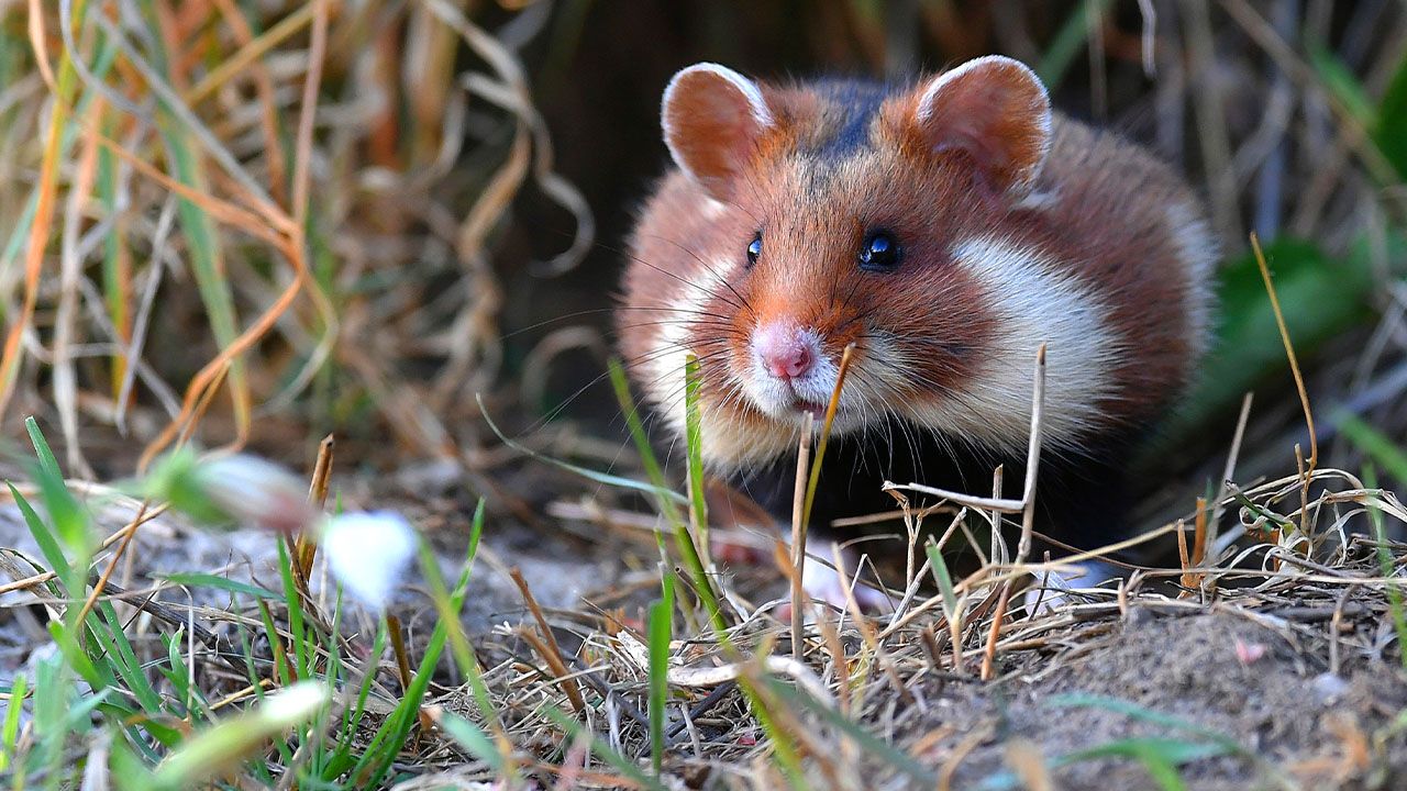Zwierzę Roku 2026 wybrane. Chomik europejski przed rysiem i wilkiem