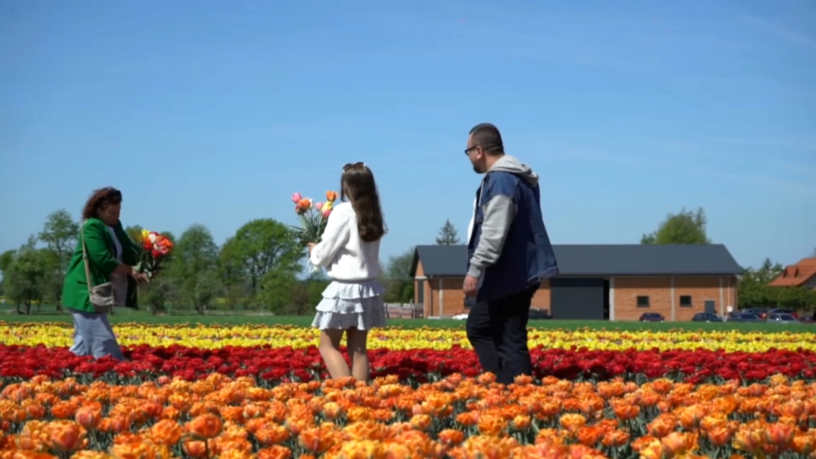 Tulipanowe pole przyciąga tysiące turystów. Robią sobie sesje zdjęciowe
