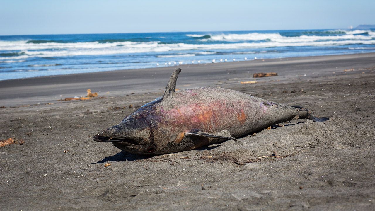 Delfiny umierają głównie z powodu połowów przemysłowych (fot. John Fredricks/NurPhoto via Getty Images. zdjęcie ilustracyjne)