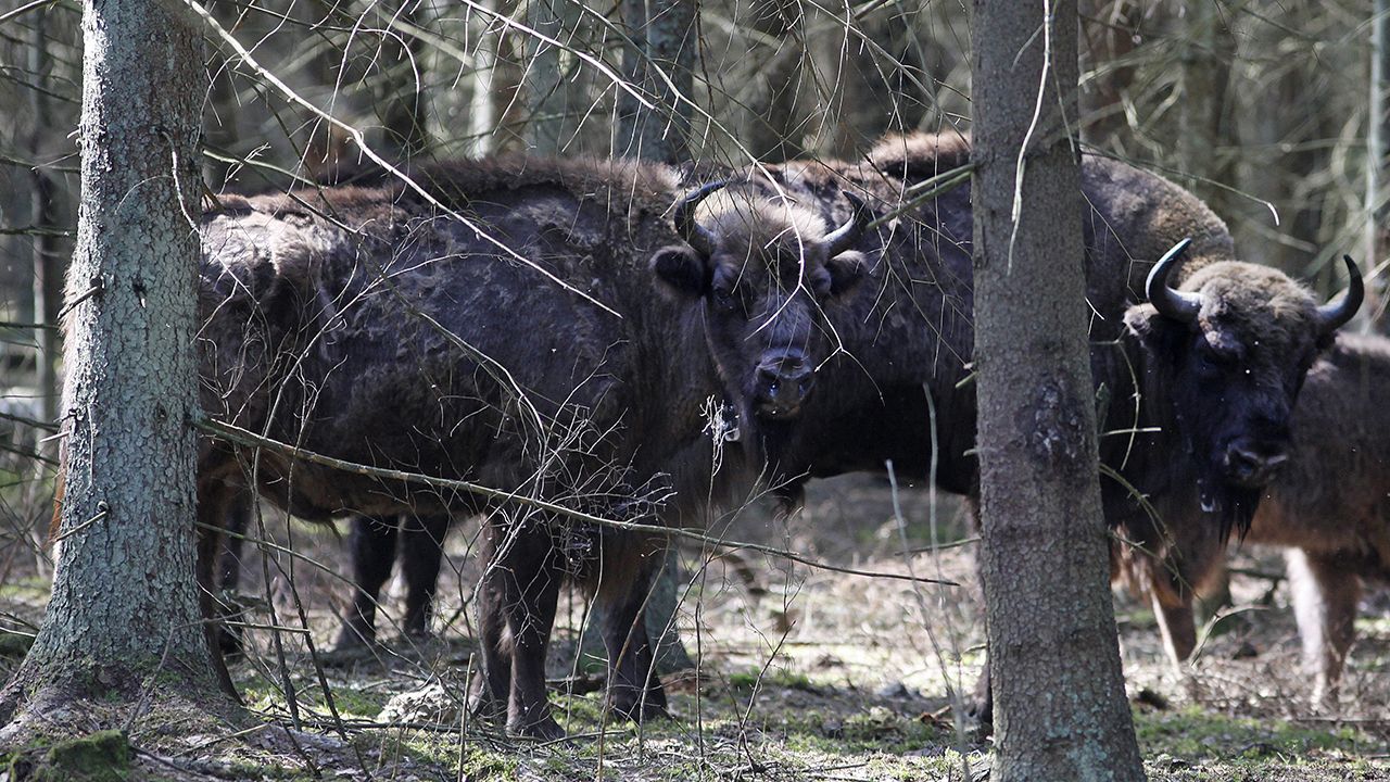 Brak mrozu i śniegu sprzyja żubrom (fot. arch. PAP/Artur Reszko) Brak mrozu i śniegu sprzyja żubrom (fot. arch. PAP/Artur Reszko)