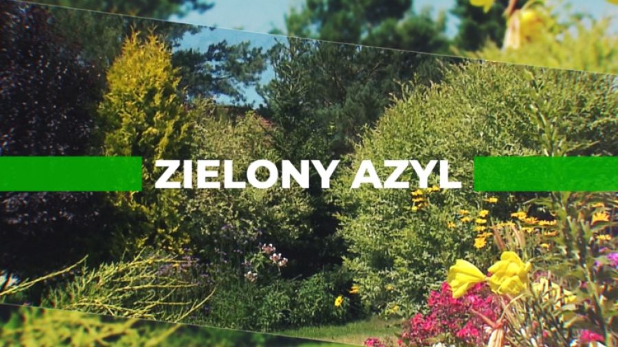 Zielony azyl