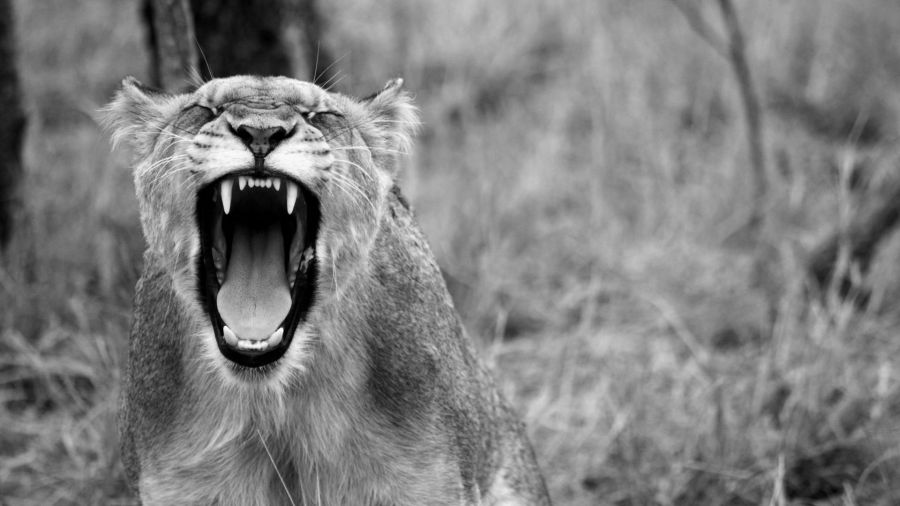 Żyjąc prawie 18 lat, Okavango osiągnęła wiek, który przekracza przeciętną długość życia lwów w ogrodach zoologicznych (fot. pixabay, zdjęcie ilustracyjne) 