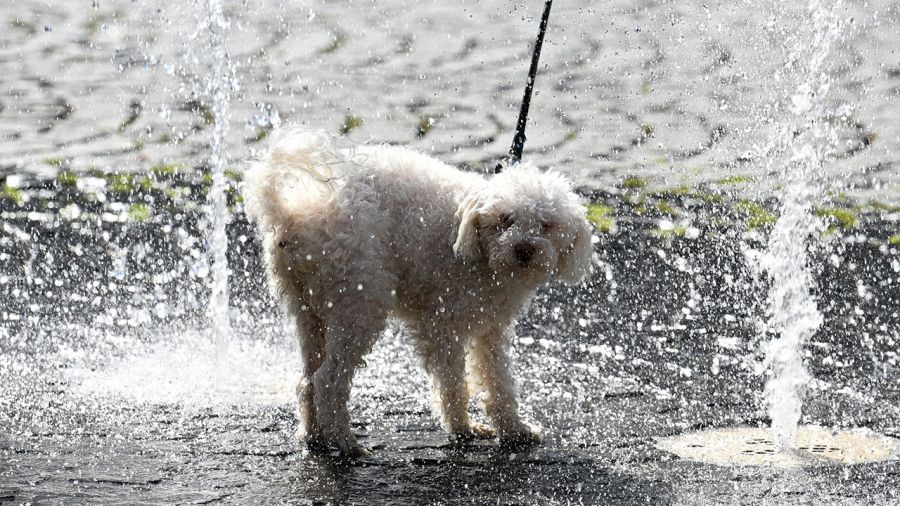 Upały są szczególnie niebezpieczne dla psów (fot. Florian Wiegand/Getty Images)