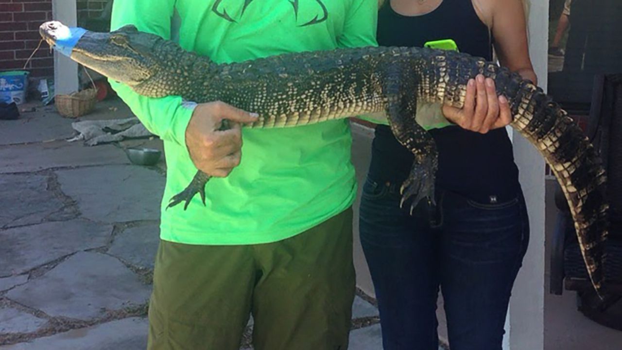 To właśnie mały aligator był głównym powodem kłótni między mężczyznami (fot. Barcroft Media/Getty Images, zdjęcie ilustracyjne) To właśnie mały aligator był głównym powodem kłótni między mężczyznami (fot. Barcroft Media/Getty Images, zdjęcie ilustracyjne)