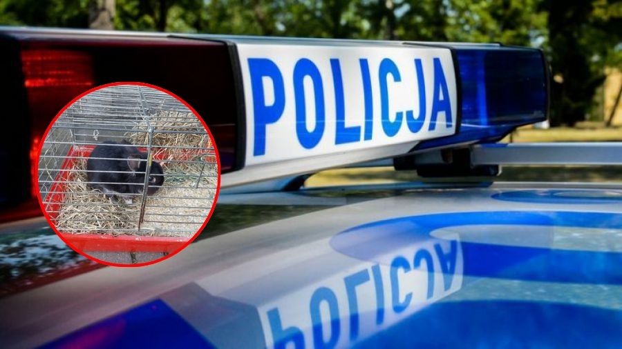 Królik porzucony w klatce przy śmietniku. 44-latek usłyszał zarzuty (źródło: facebook.com)
