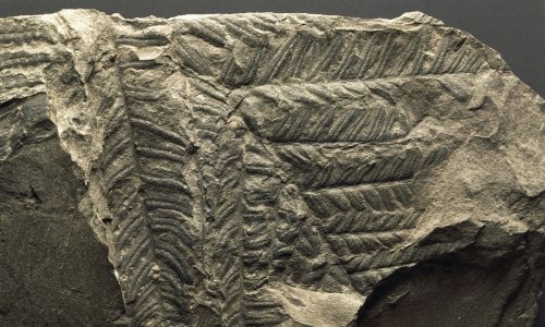 Skamieniałość Woodwardites obtusilobus, Euphyta, karbon. Fot. DeAgostini / Getty Images