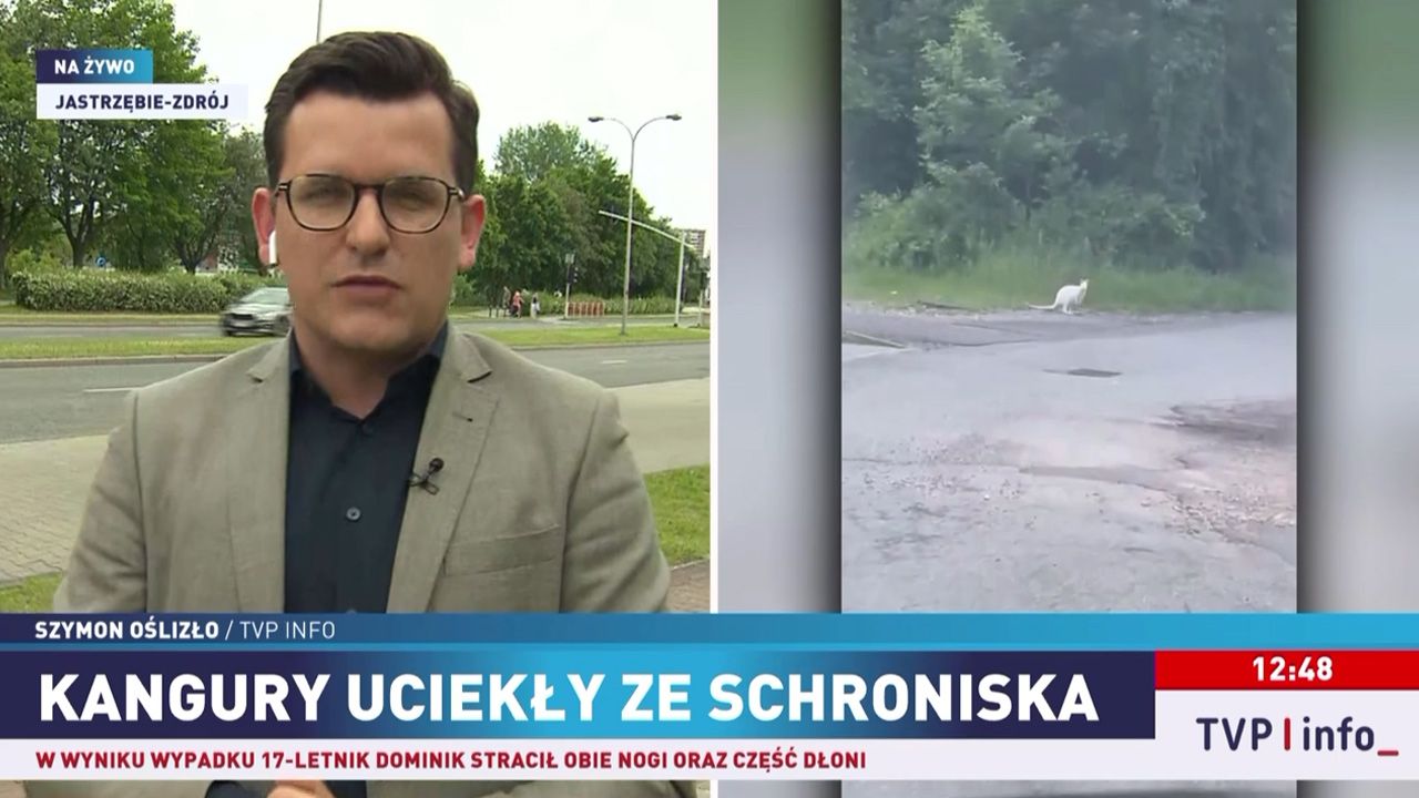Kangury na gigancie. Uciekły z prywatnej hodowli