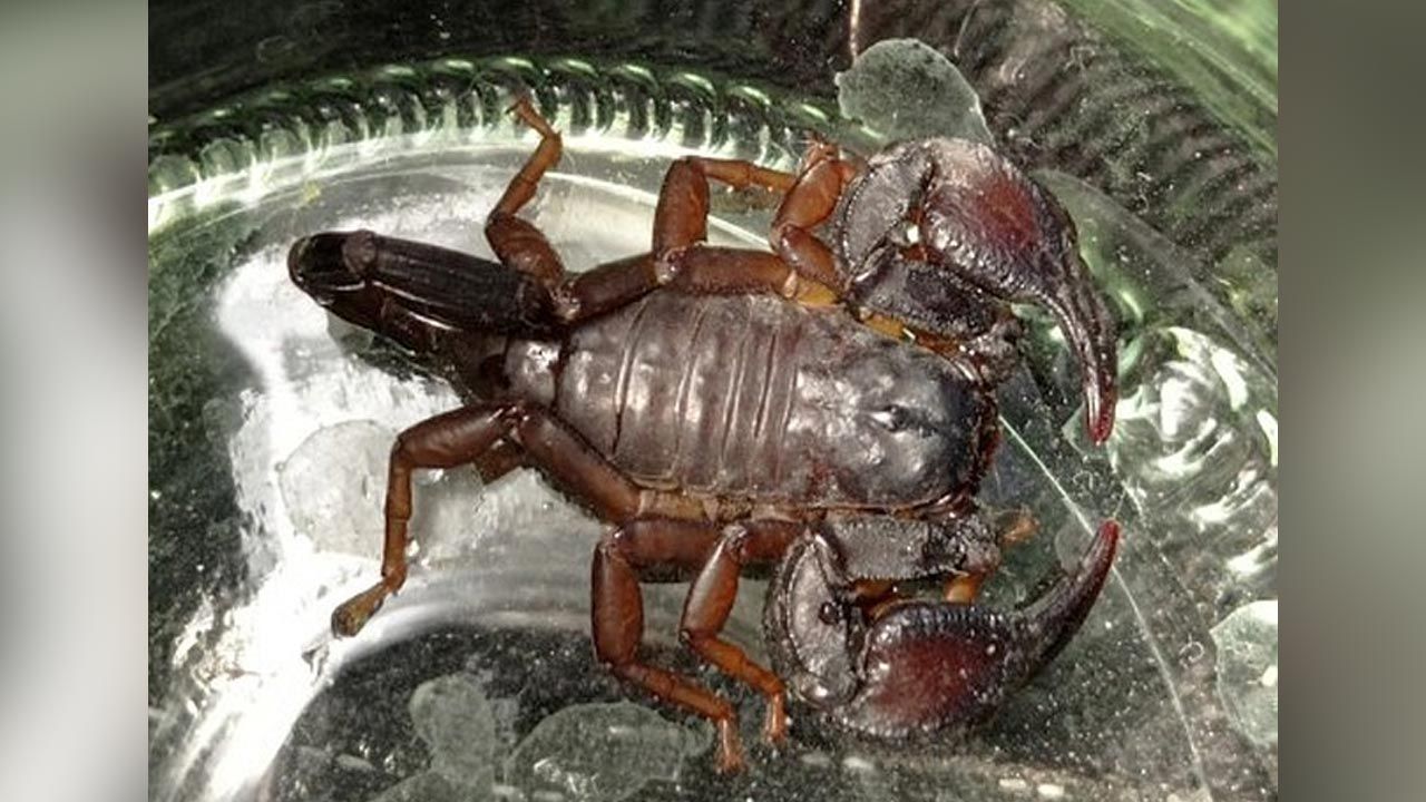 Skorpion został już schwytany (fot. Straż Miejska Warszawa) Skorpion został już schwytany (fot. Straż Miejska Warszawa)