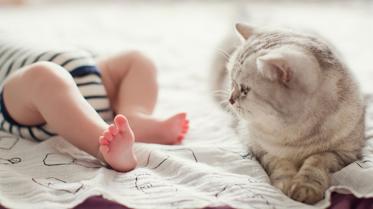 „Gdyby nie kot, mój syn spadłby ze schodów” (fot. shutterstock/aprilante) „Gdyby nie kot, mój syn spadłby ze schodów” (fot. shutterstock/aprilante)