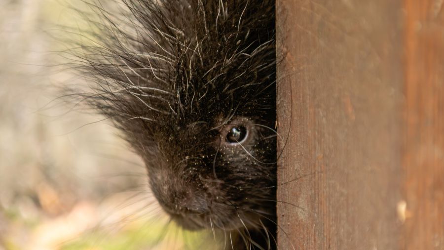 Zoo Poznań: nowy mieszkaniec, urson amerykański (fot. Zoo Poznań/Facebook)