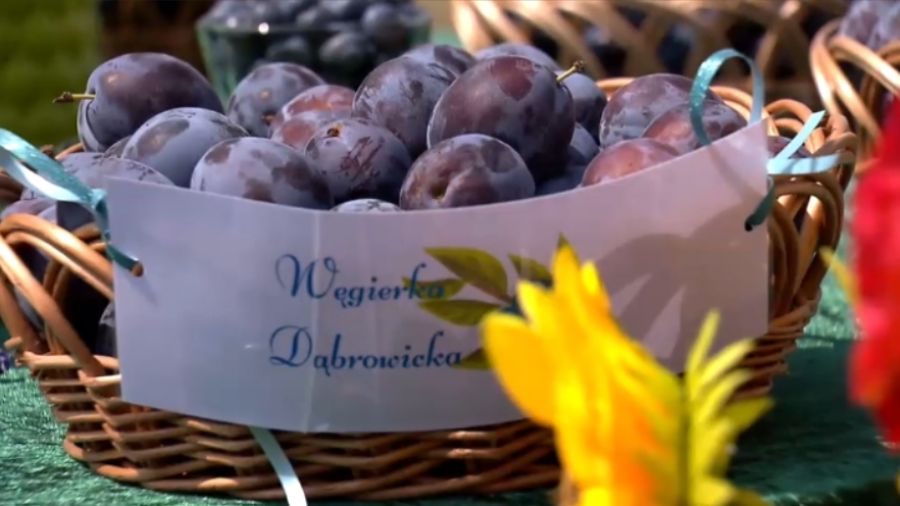 Święto Śliwki w Szydłowie. Uczestnicy zajadali się pysznymi śliwkowymi specjałami