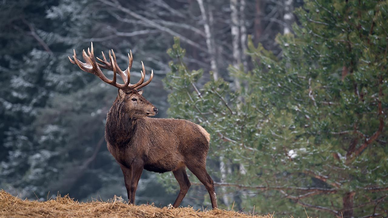 Koronawirus wśród jeleni (fot. Shutterstock/Vlad Sokolovsky)