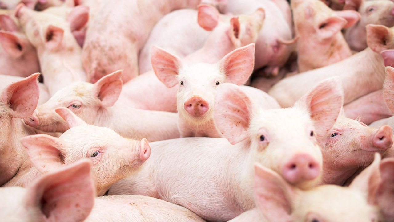 Odkrycie może mieć ważne zastosowania (fot. Shutterstock/MR. WORAWUT SAEWONG) Odkrycie może mieć ważne zastosowania (fot. Shutterstock/MR. WORAWUT SAEWONG)