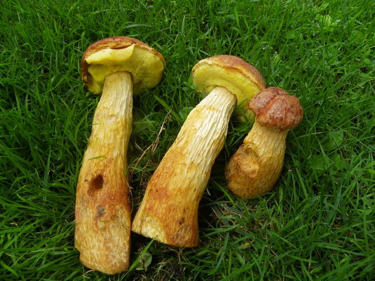 Канадский золотистый боровик. Фото: grani.lv