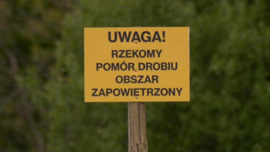 Kolejne ognisko rzekomego pomoru drobiu w gminie Mniów