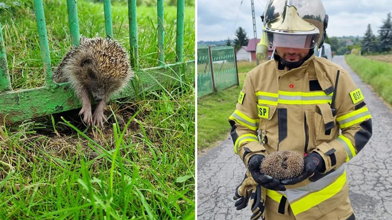 Jeż utknął między prętami ogrodzenia (fot. Facebook/Ochotnicza Straż Pożarna w Goszczy) Jeż utknął między prętami ogrodzenia (fot. Facebook/Ochotnicza Straż Pożarna w Goszczy)