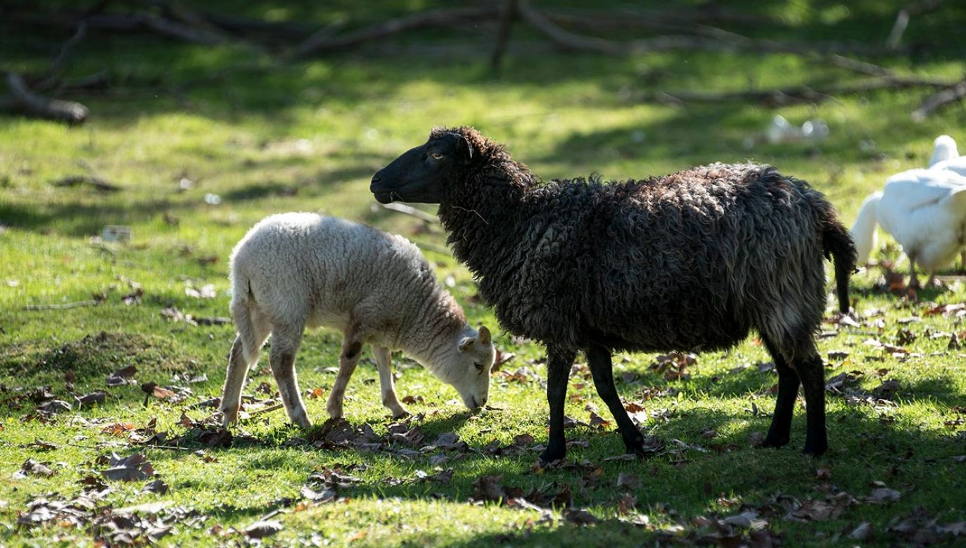 W Gdańsku mają zamieszkać owce typu wrzosówka (fot. Forum/Agencja Wschod)