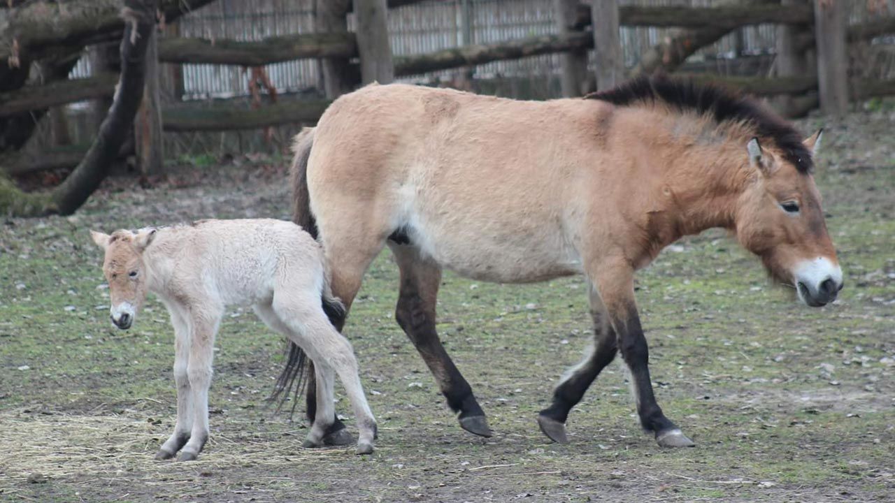 W warszawskim zoo urodziło się źrebię konia Przewalskiego (fot. Facebook/WarszawskieZOO)