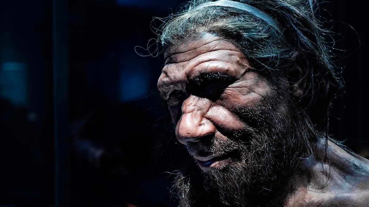 Neandertalczyk miał różnorodne warianty genów kodujące allele grup krwi AB0 (fot. Shutterstock/Chettaprin.P)