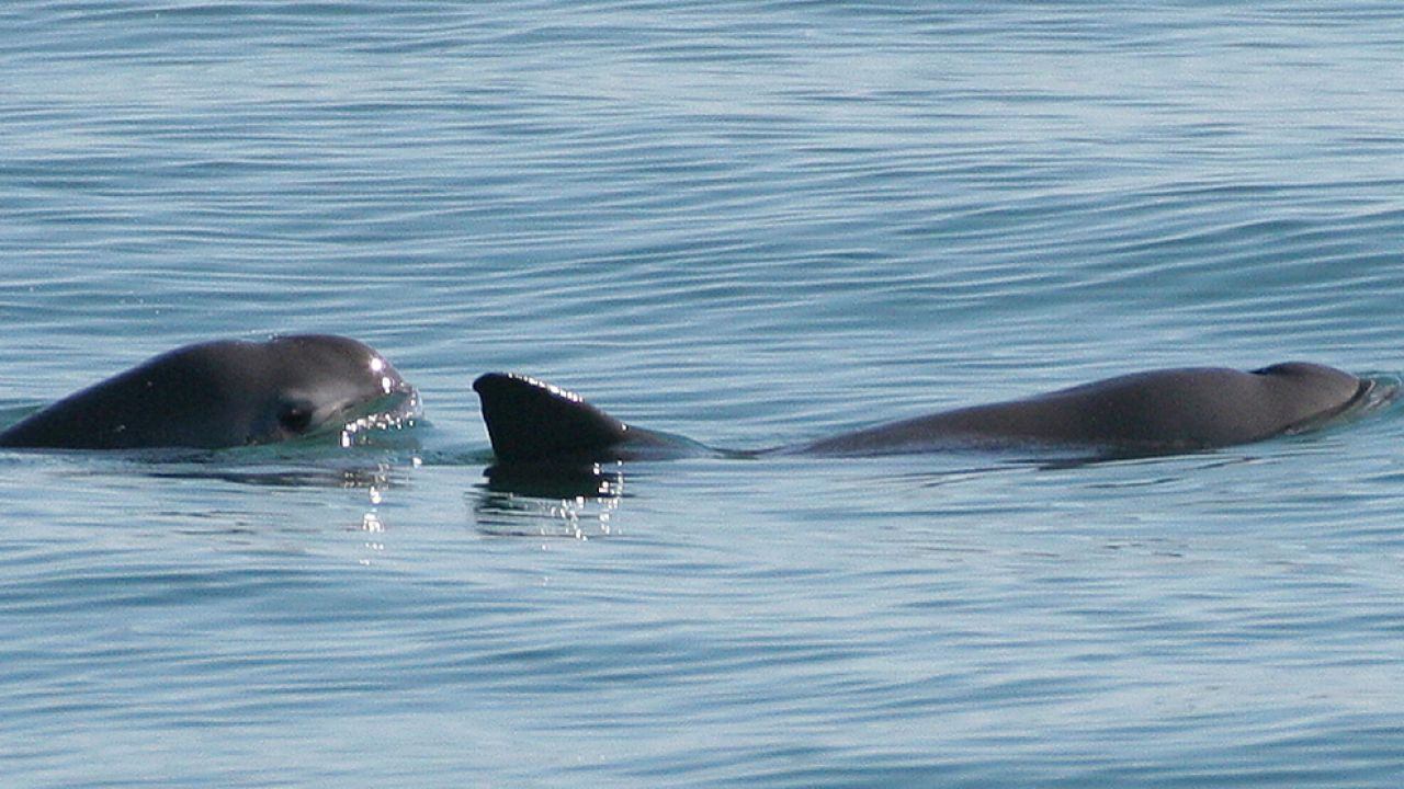 Ofiarami nielegalnych połowów padają m.in.  morświny z rzadkiego gatunku vaquita marina (fot. Wikimedia Commons/Paula Olson)
