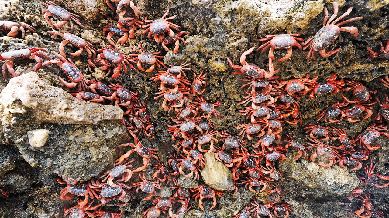 Kraby czerwone na wyspie (fot. James D. Morgan /Getty)