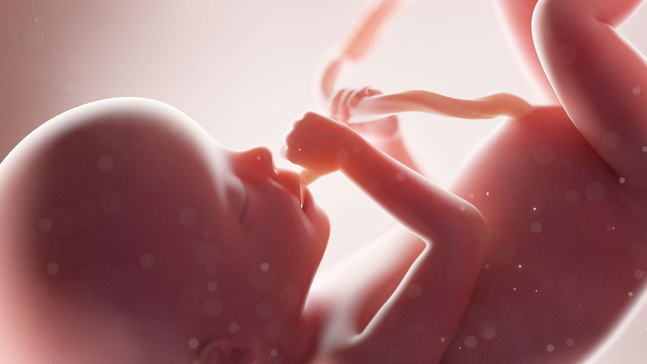 Wcześniakom wycinano narządy do celów badawczych podczas, gdy jeszcze żyły (fot. Shutterstock/SciePro, zdjęcie ilustracyjne) Wcześniakom wycinano narządy do celów badawczych podczas, gdy jeszcze żyły (fot. Shutterstock/SciePro, zdjęcie ilustracyjne)