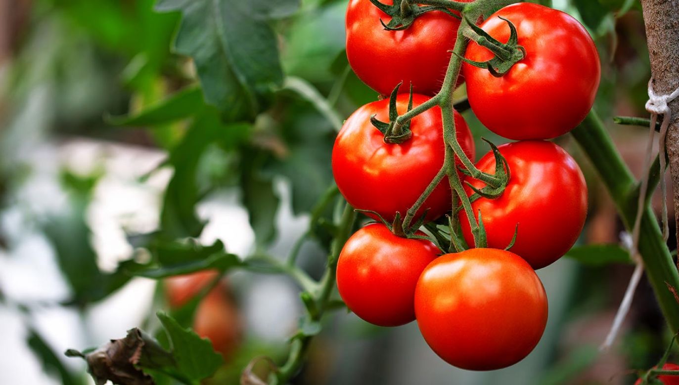 Naukowcy podsłuchiwali głównie pomidory i tytoń (fot. Shutterstock/eugenegurkov)