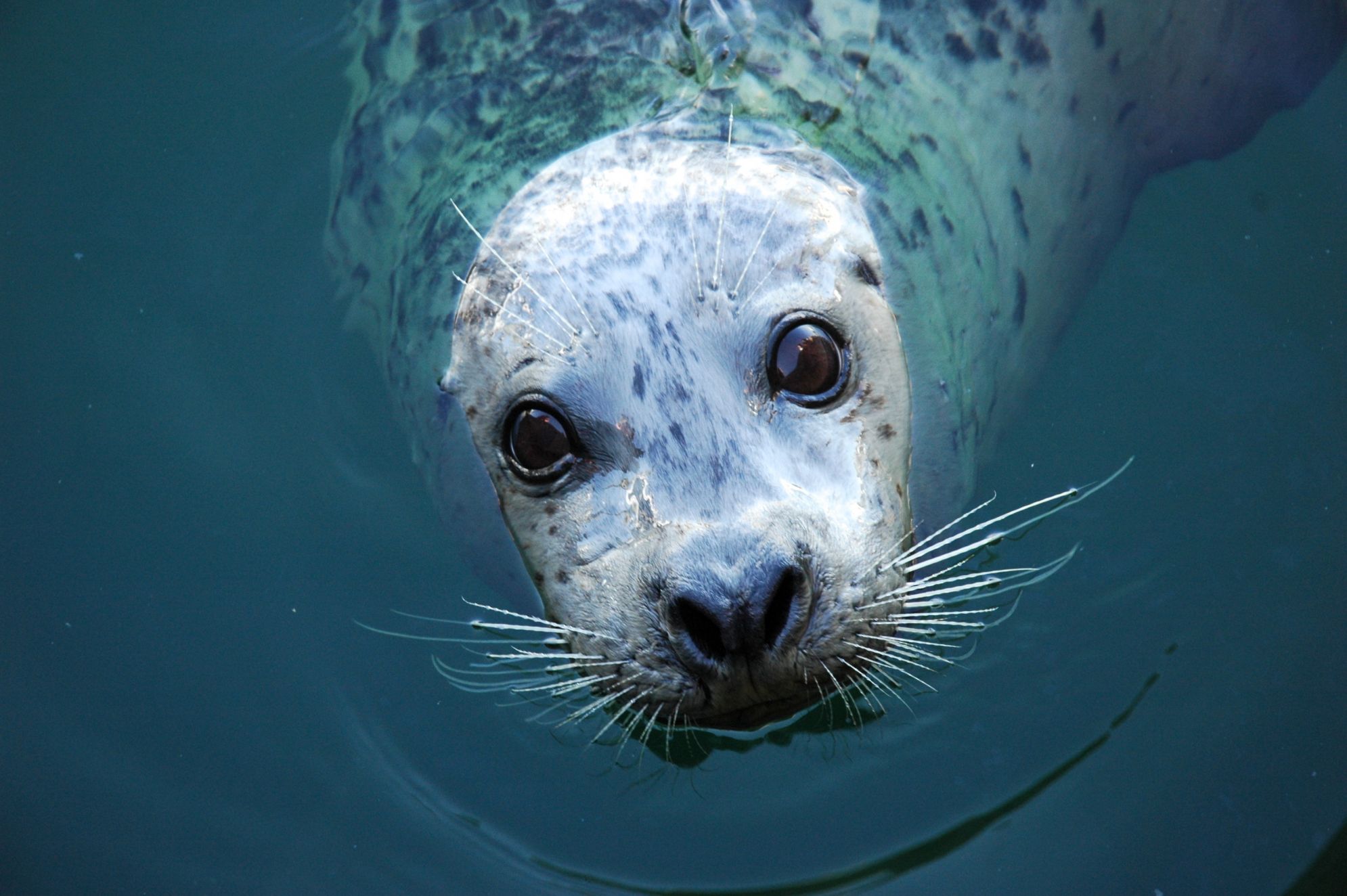Foki zamieszkują wody okołobiegunowe, chłodne morza i oceany strefy umiarkowanej, ale można spotkać je również na lądzie. Fot. Pat Stornebrink/Shutterstock