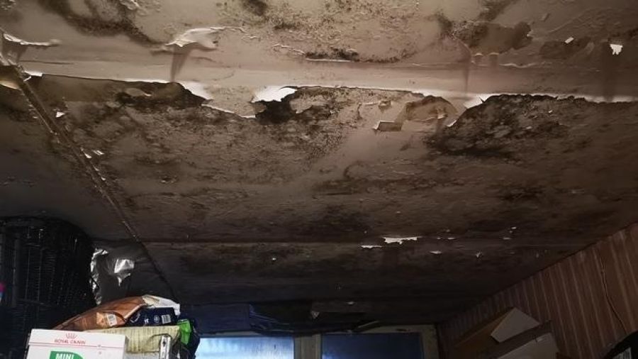(fot. Schronisko dla Bezdomnych Zwierząt w Koninie)