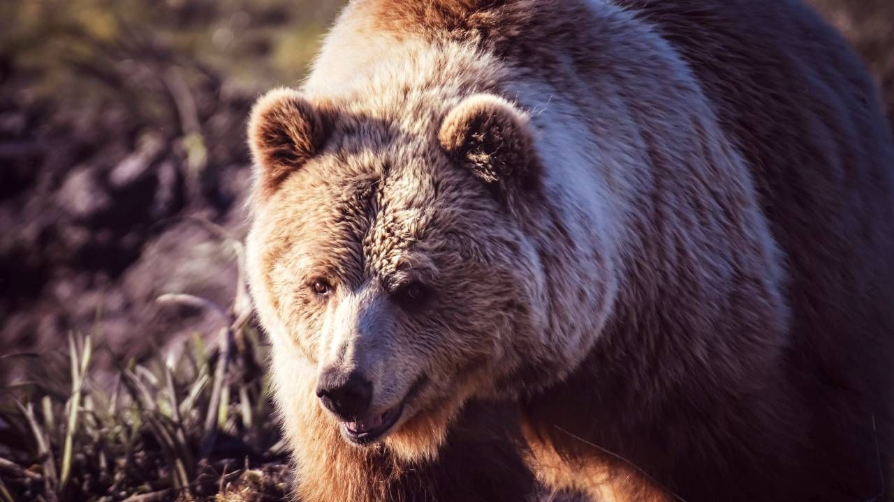 Trwają poszukiwania niedźwiedzia-zabójcy (fot. Pexels) Trwają poszukiwania niedźwiedzia-zabójcy (fot. Pexels)