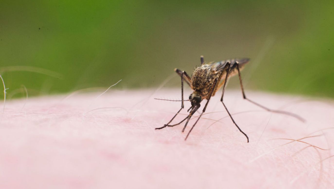 Komary uprzykrzają człowiekowi życie. Czy wreszcie będzie na nie sposób? (fot. Krystian Dobuszynski/NurPhoto; Getty Images)