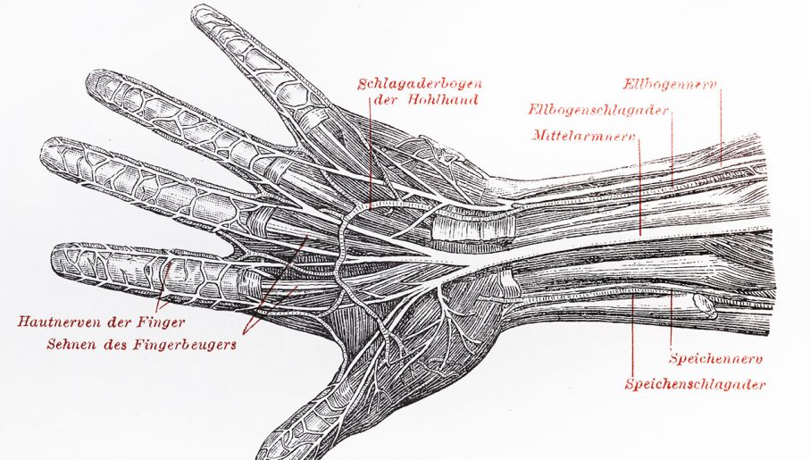 Atlas Anatomiczny Nazisty Lekarze Nadal Korzystają Z Tego
