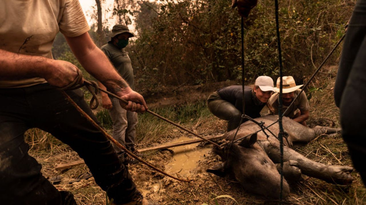 Pantanal w Brazylii. Grupa wolontariuszy uratowała 200-kilogramowego, poparzonego tapira (Getty Images/ Gustavo Basso) Pantanal w Brazylii. Grupa wolontariuszy uratowała 200-kilogramowego, poparzonego tapira (Getty Images/ Gustavo Basso)