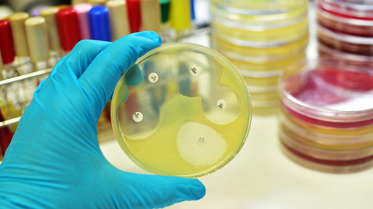 Bakterie mają geny oporności na antybiotyki zakodowane w swoim DNA (fot. Shutterstock/arun Ontakrai)