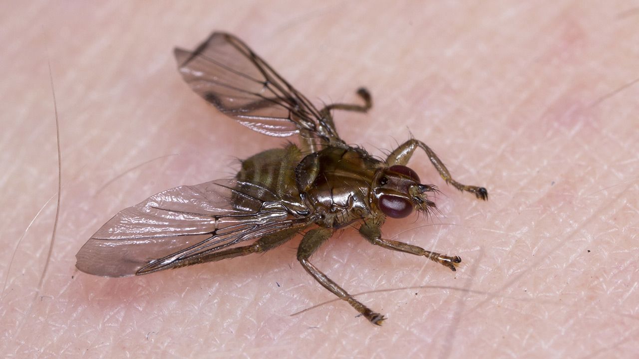 Skutkiem ugryzienia może być też wstrząs anafilaktyczny (fot. Shutterstock) Skutkiem ugryzienia może być też wstrząs anafilaktyczny (fot. Shutterstock)