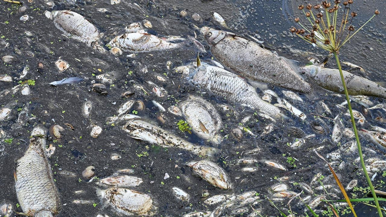 Co było przyczyną śnięcia ryb? (fot. Patrick Pleul/dpa/pap)