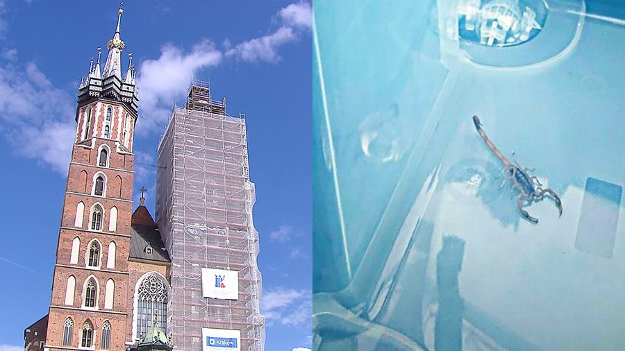 Skorpion spacerował po ścianie kościoła Mariackiego