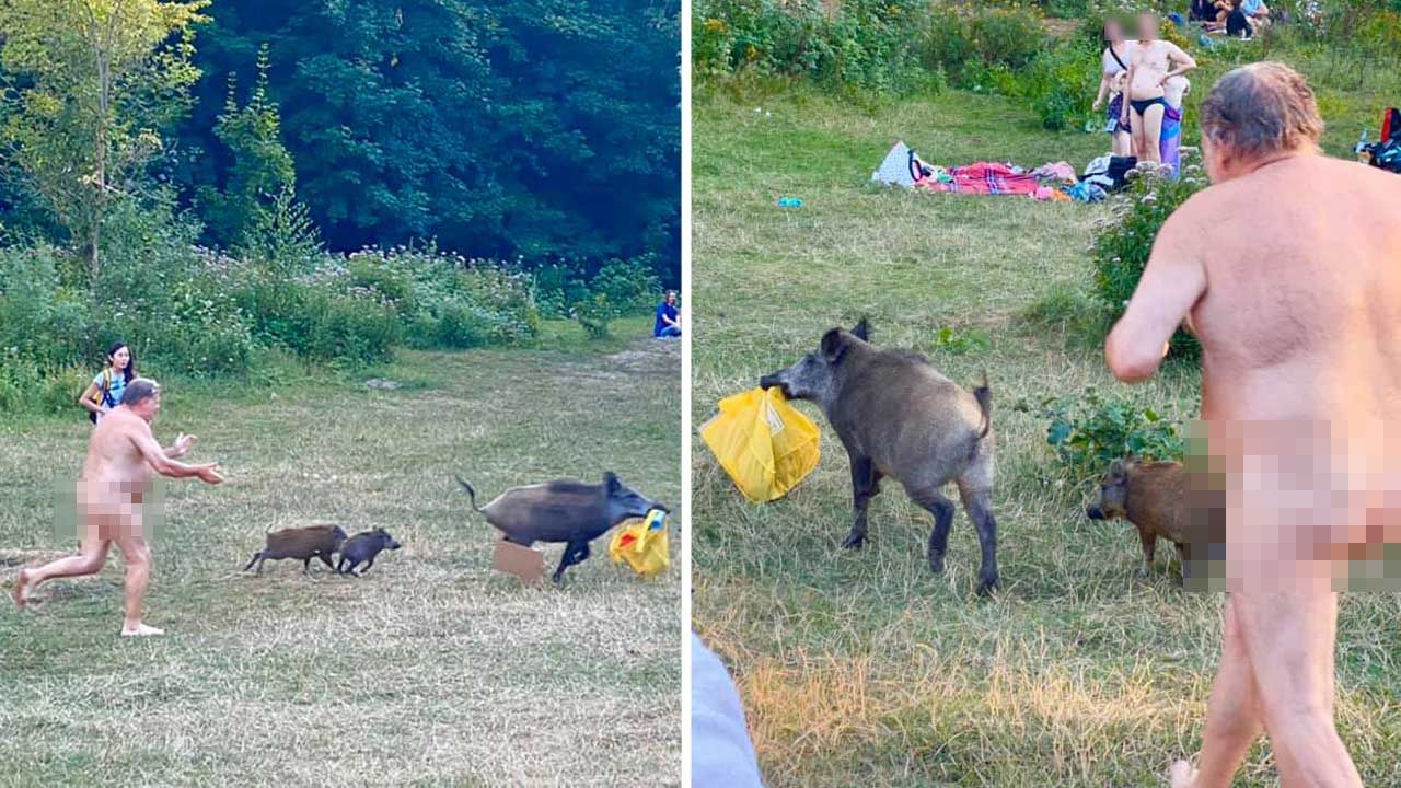 Po wprowadzeniu ograniczeń związanych z pandemią koronawirusa zwierzęta stały się odważniejsze (fot. Facebook/ Adele Landauer) Po wprowadzeniu ograniczeń związanych z pandemią koronawirusa zwierzęta stały się odważniejsze (fot. Facebook/ Adele Landauer)
