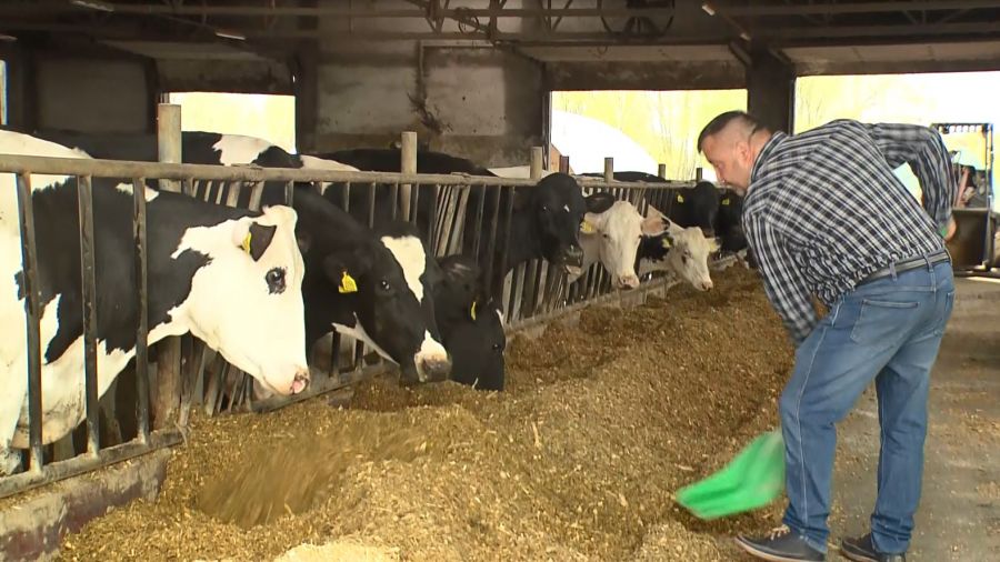 „Mleczne Laury” rozdane: Kto króluje w kujawsko-pomorskim mleczarstwie?