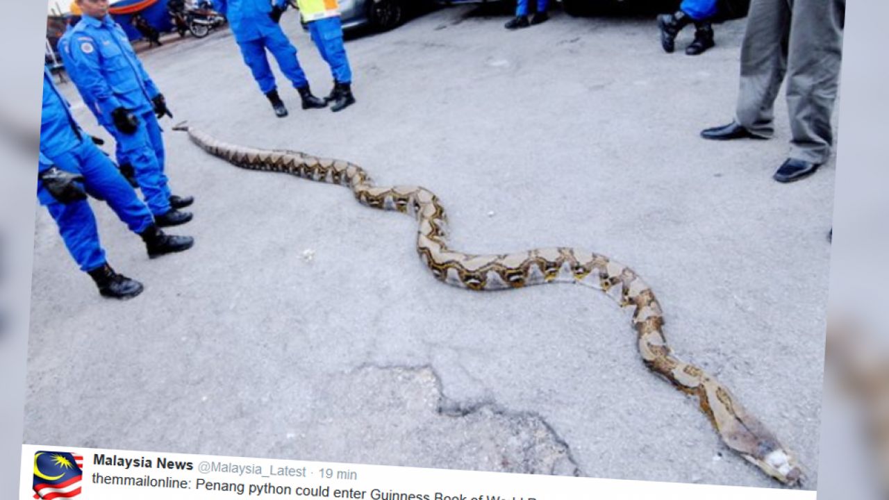 Pyton ma 8 m długości i waży ok. 250 kg (fot. Twitter/Malaysia News) Pyton ma 8 m długości i waży ok. 250 kg (fot. Twitter/Malaysia News)