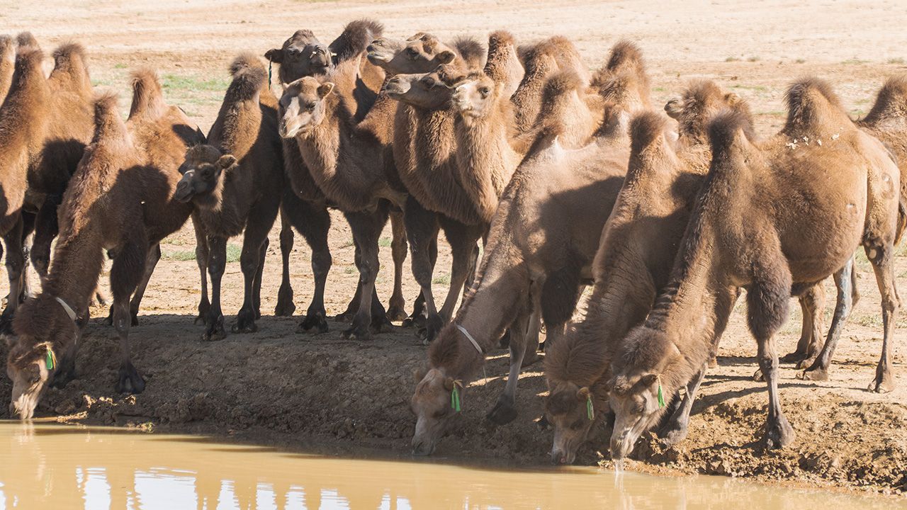 Tysiące dzikich wielbłądów w stanie Australia Południowa zostanie zabitych przez strzelców (fot. Shutterstock/Jack DD) Tysiące dzikich wielbłądów w stanie Australia Południowa zostanie zabitych przez strzelców (fot. Shutterstock/Jack DD)
