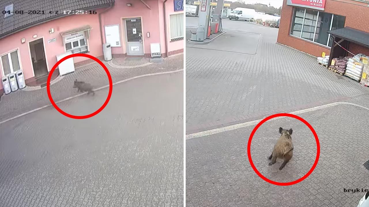 Dzik nikomu krzywdy nie zrobił (fot. Facebook/gazelawroclaw) Dzik nikomu krzywdy nie zrobił (fot. Facebook/gazelawroclaw)